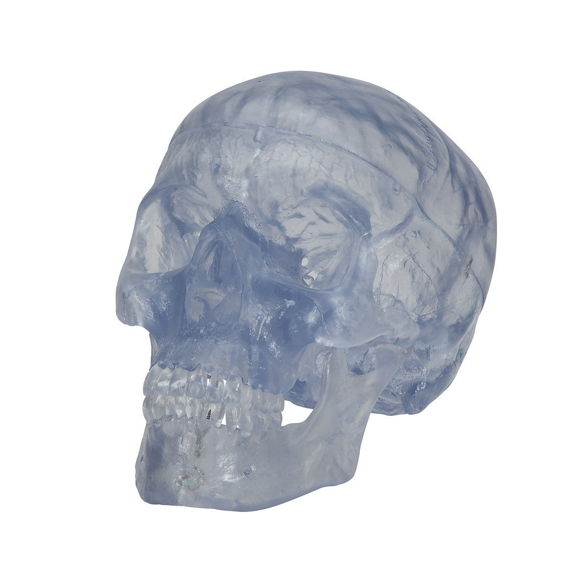 Transparent Skull Model (3 part)