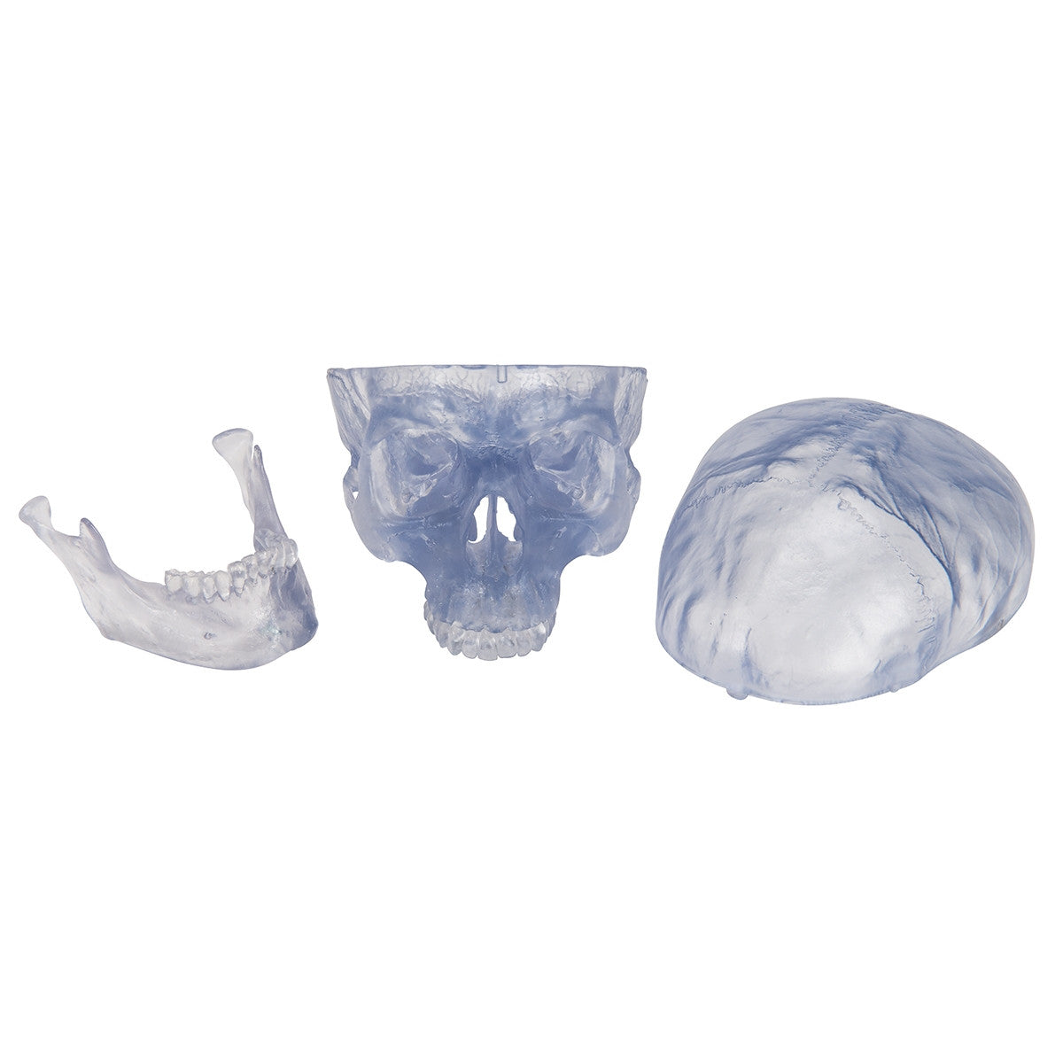 Transparent Skull Model (3 part)