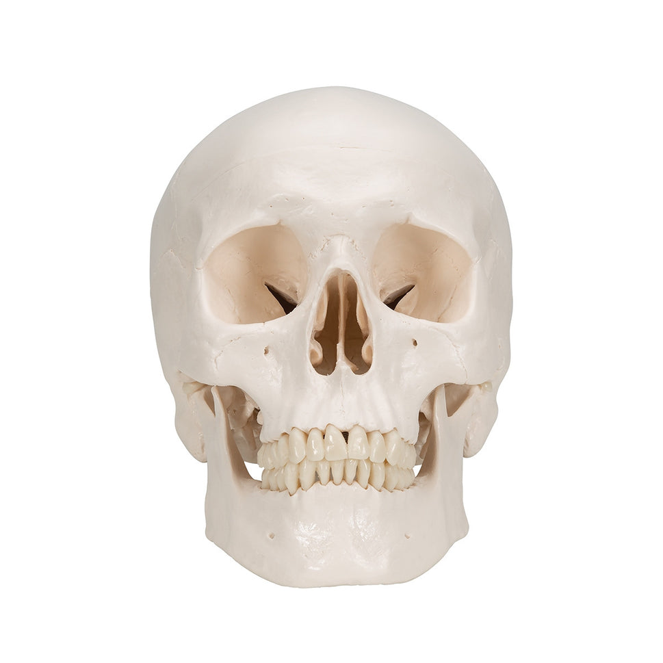 Classic Human Skull Model (3 part)