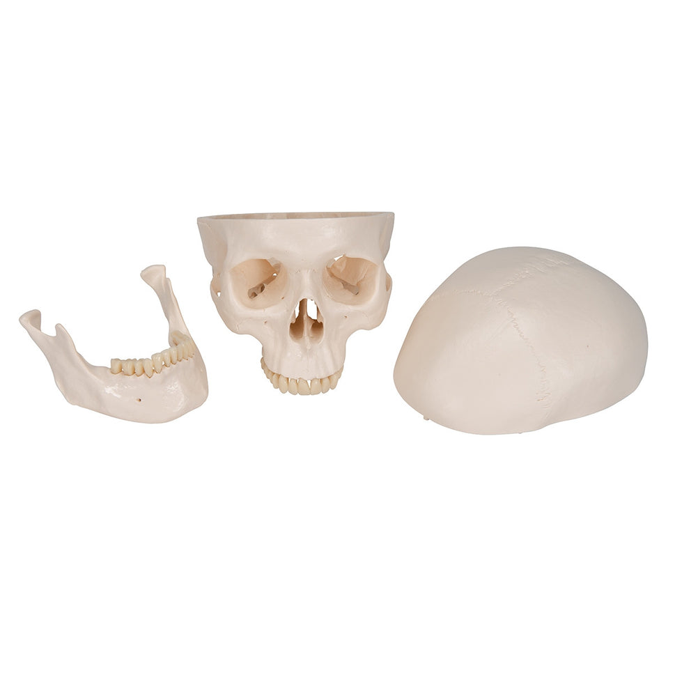 Classic Human Skull Model (3 part)