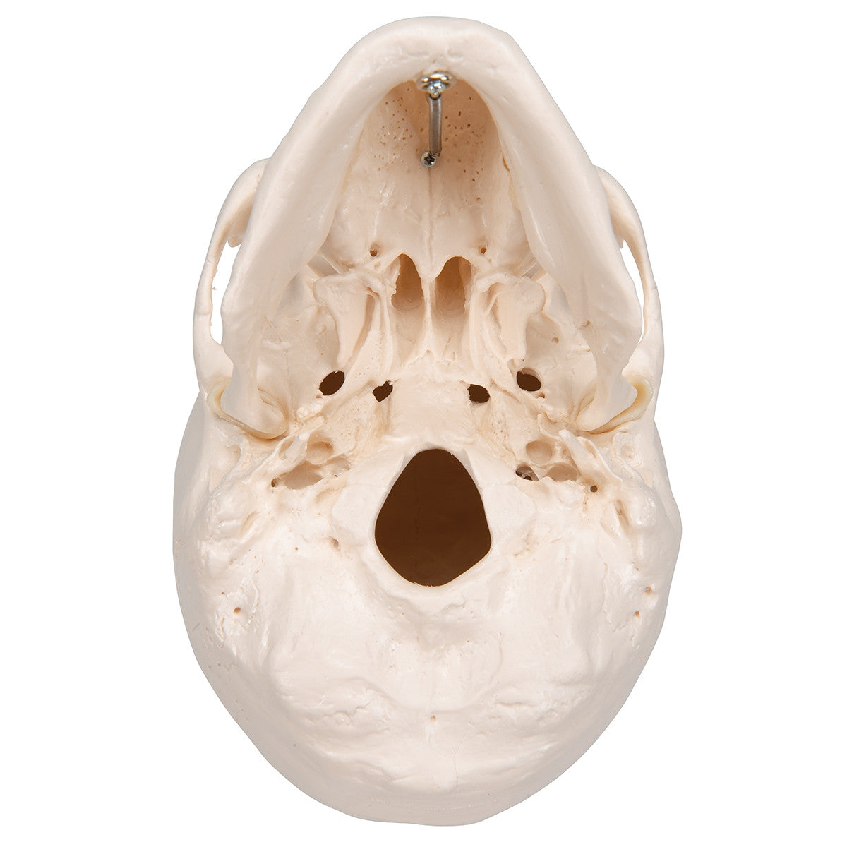 Classic Human Skull Model (3 part)