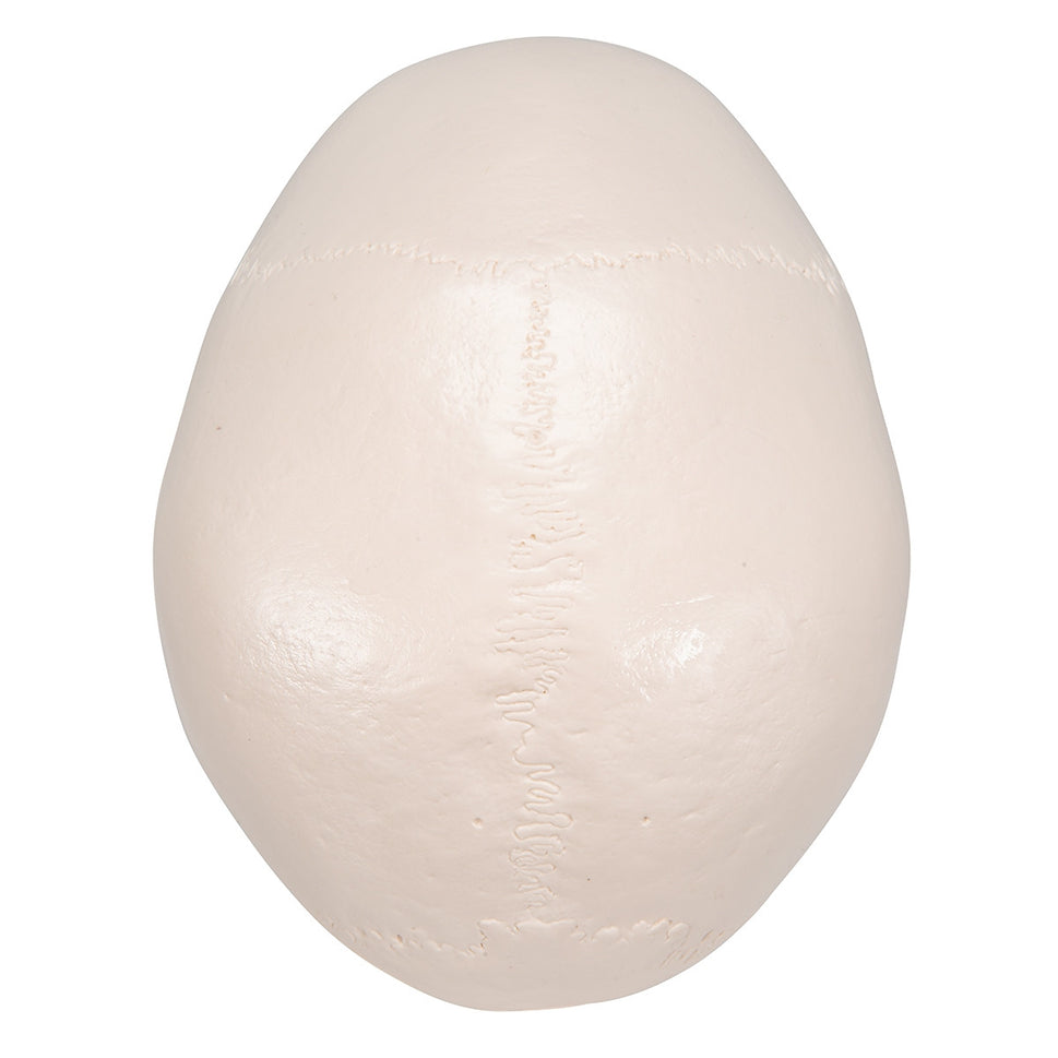 Classic Human Skull Model (3 part)