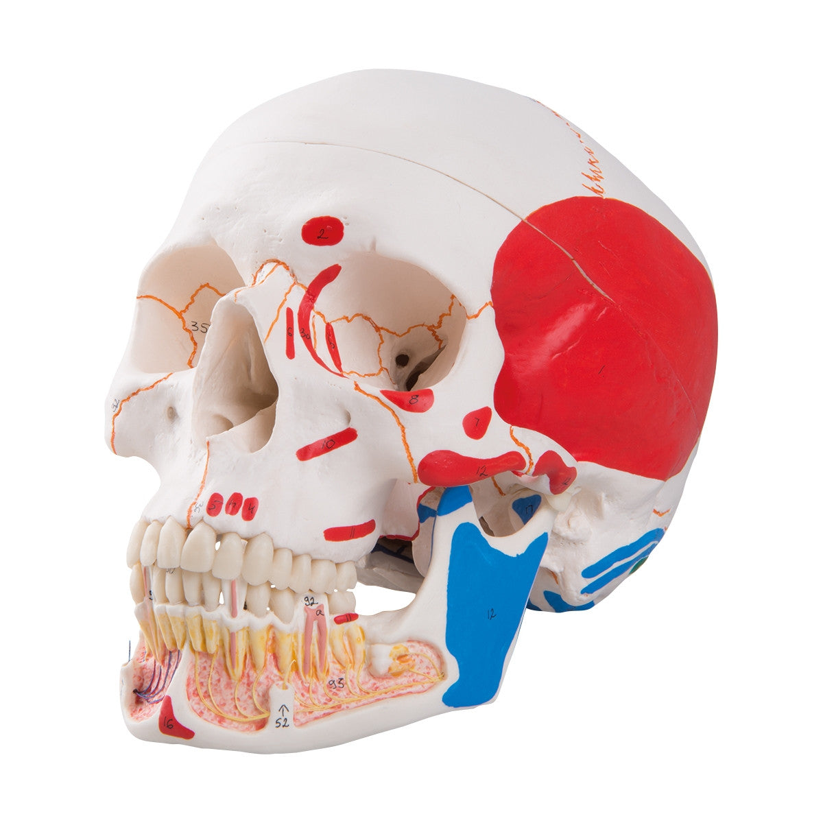 Classic Painted Skull Model with Opened Lower Jaw (3 part)