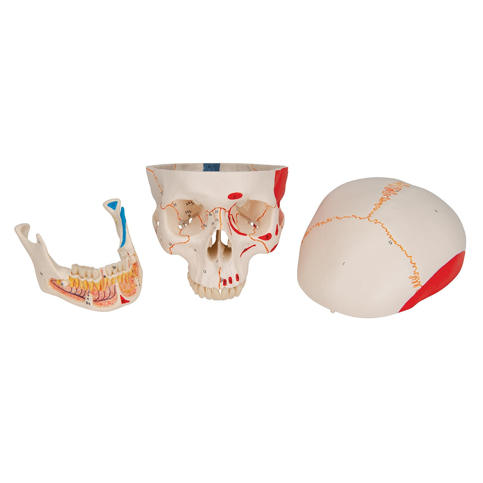 Classic Painted Skull Model with Opened Lower Jaw (3 part)