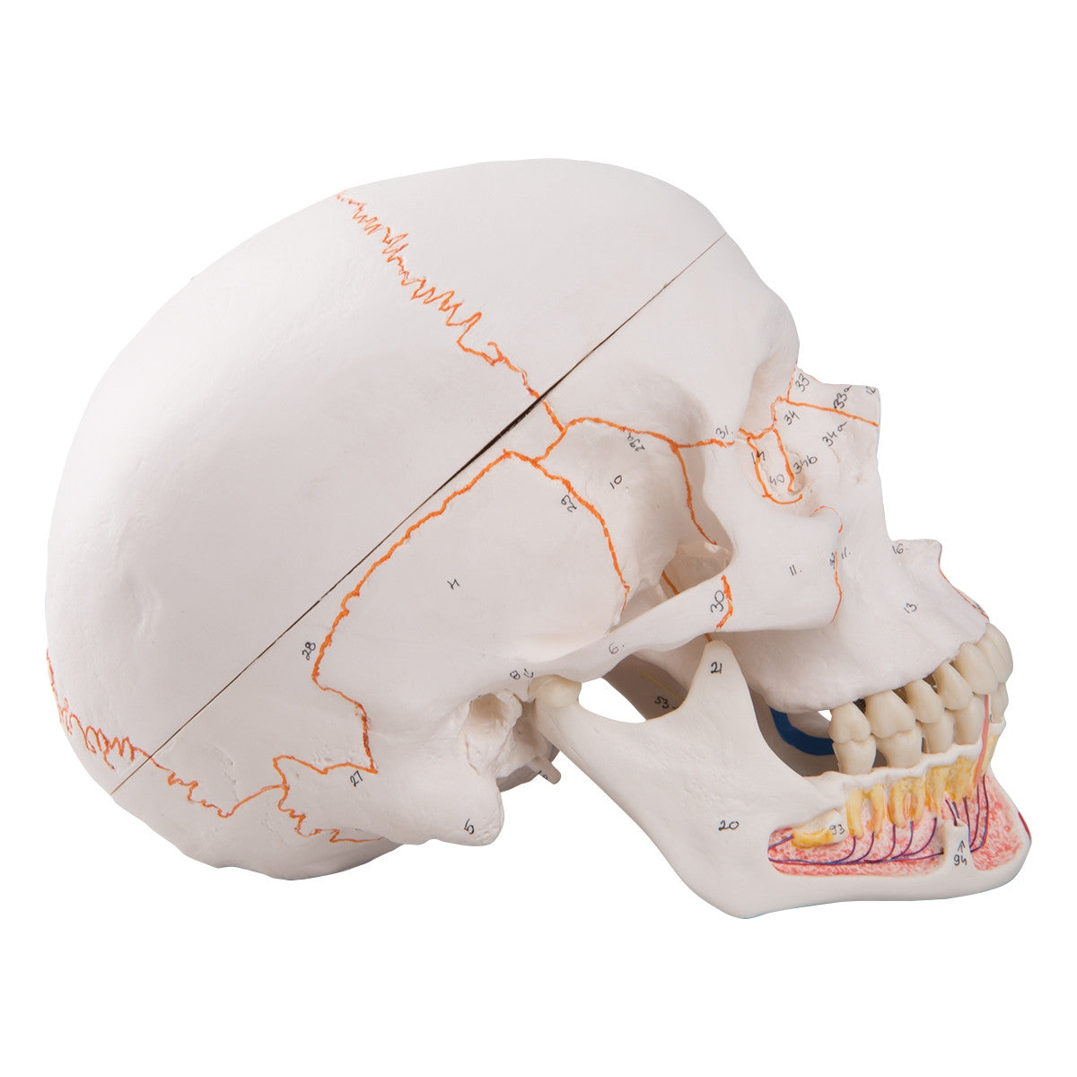 Classic Painted Skull Model with Opened Lower Jaw (3 part)