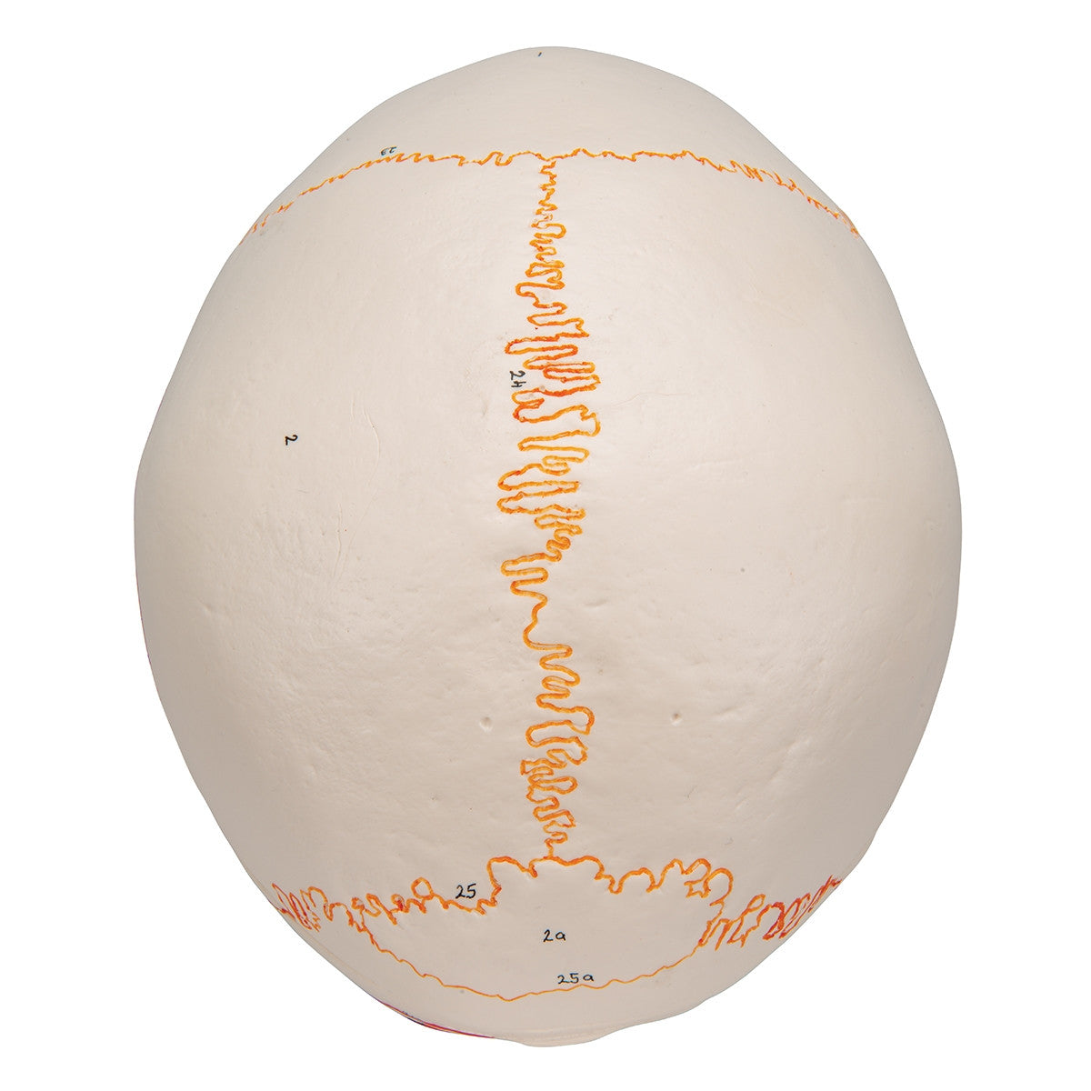 Classic Painted Skull Model with Opened Lower Jaw (3 part)