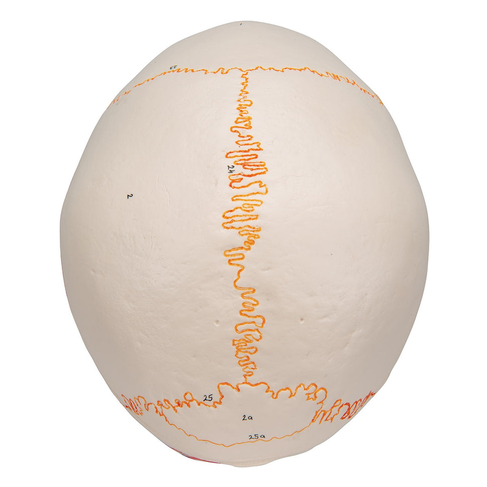 Classic Painted Skull Model with Opened Lower Jaw (3 part)