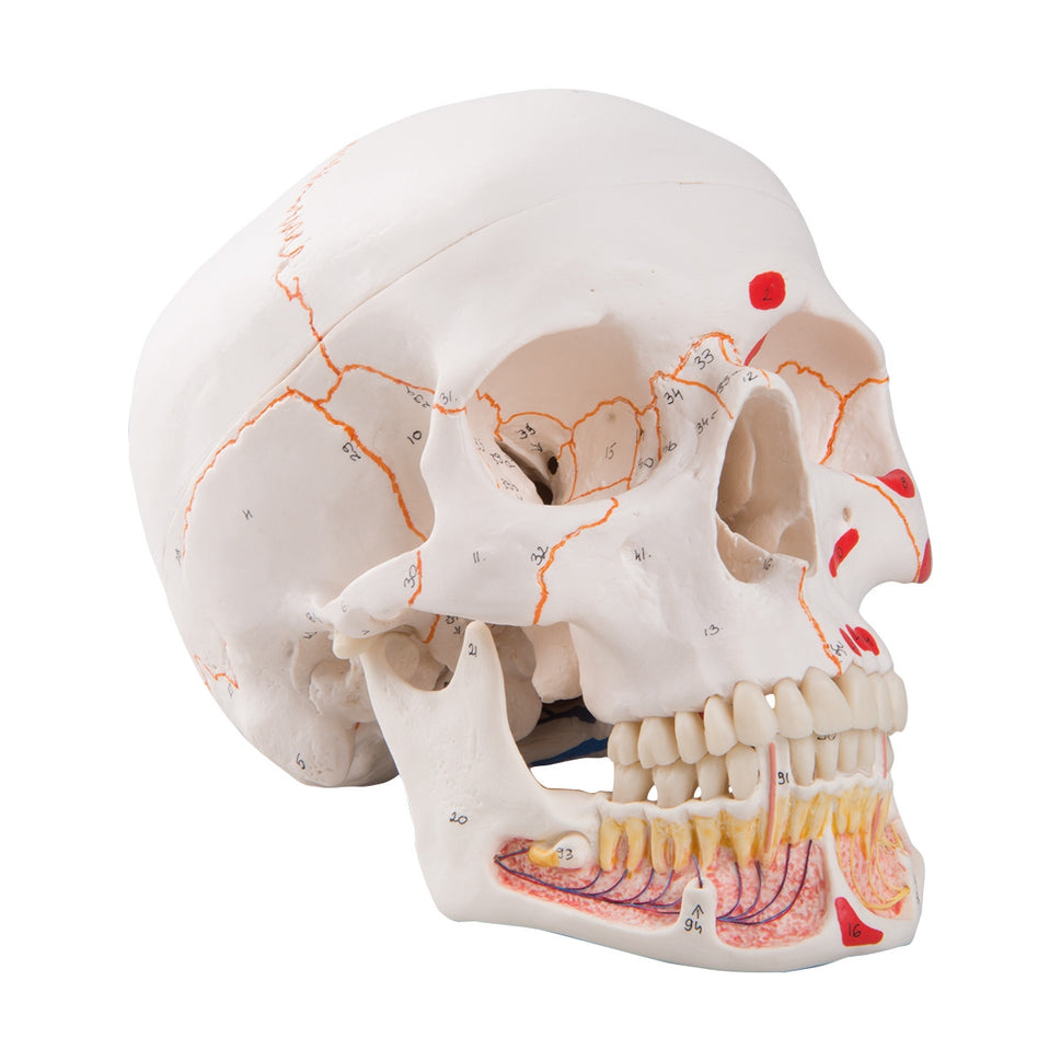 Classic Painted Skull Model with Opened Lower Jaw (3 part)