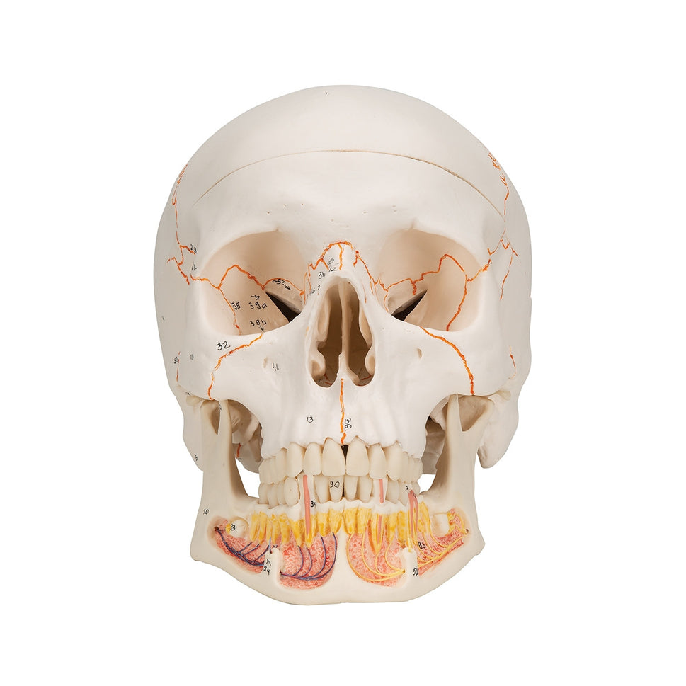 Classic Skull Model with Opened Lower Jaw (3 part)