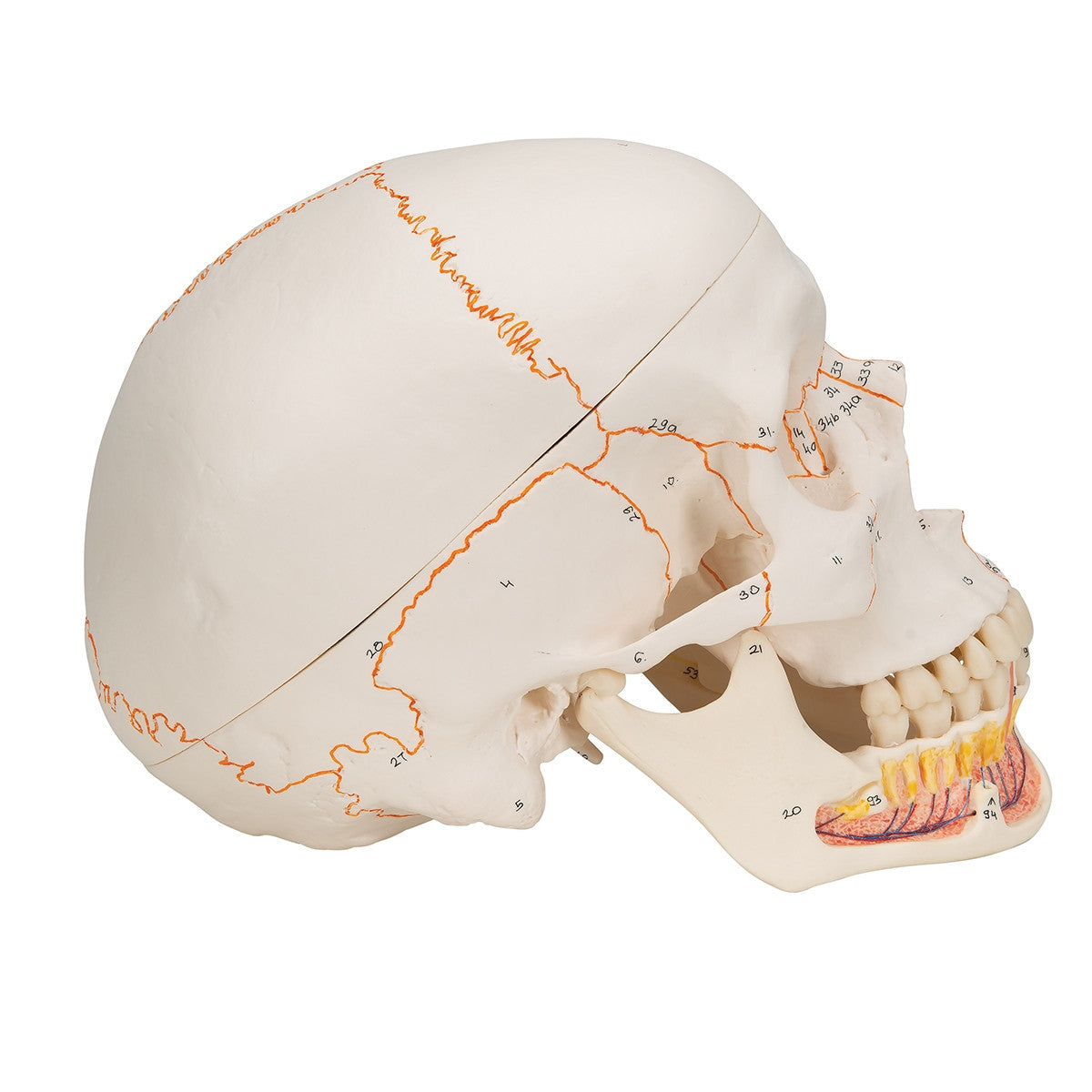 Classic Skull Model with Opened Lower Jaw (3 part)