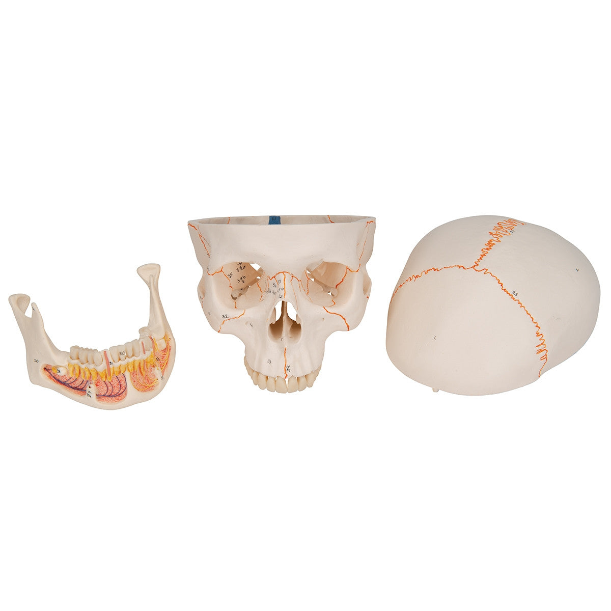 Classic Skull Model with Opened Lower Jaw (3 part)