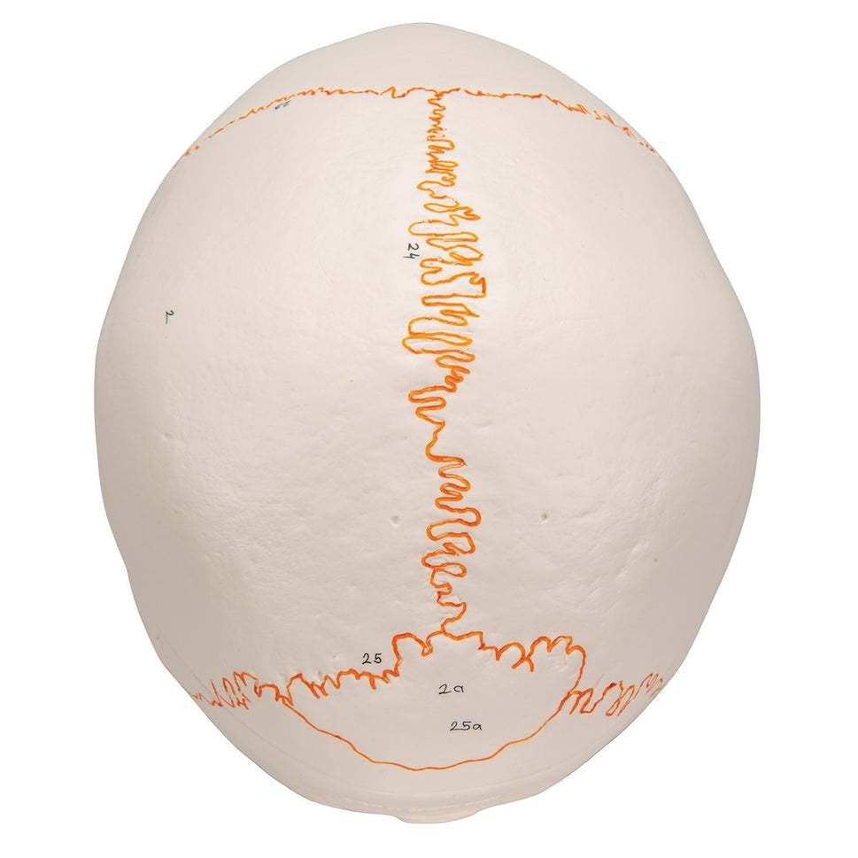 Classic Skull Model with Opened Lower Jaw (3 part)