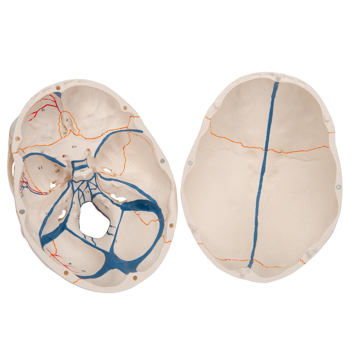 Classic Skull Model with Opened Lower Jaw (3 part)