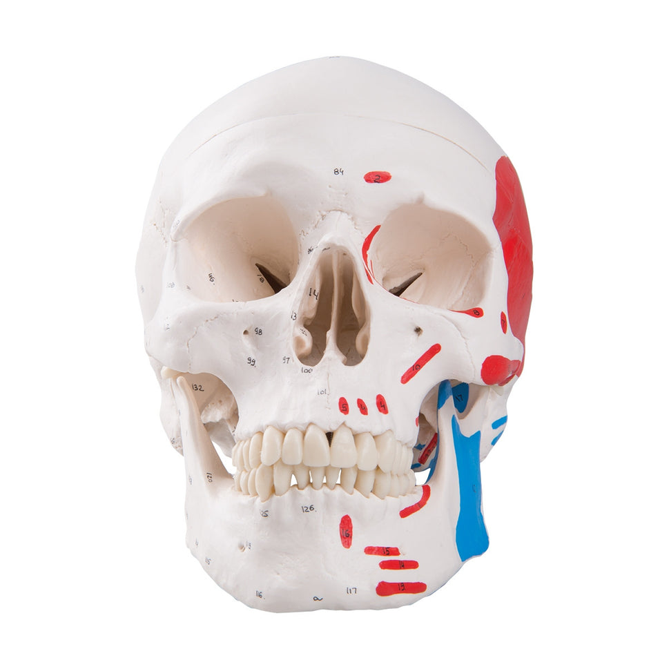 Classic Skull Model with Painted Musculature (3 part)