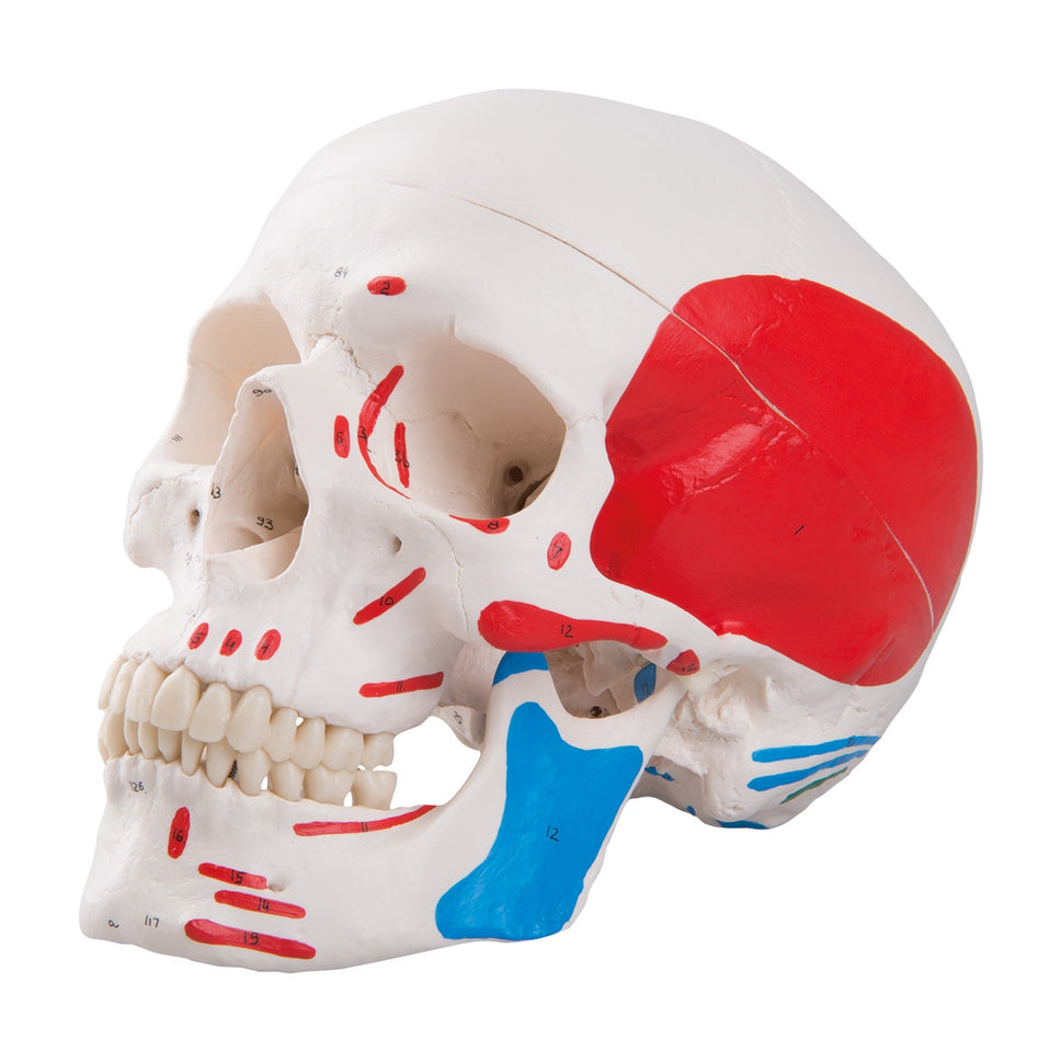 Classic Skull Model with Painted Musculature (3 part)