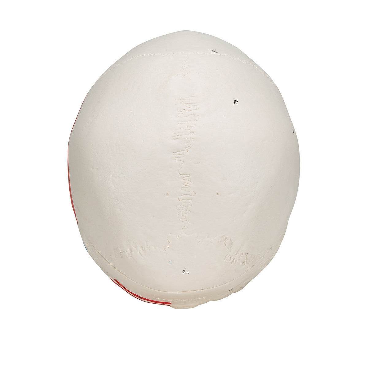 Classic Skull Model with Painted Musculature (3 part)