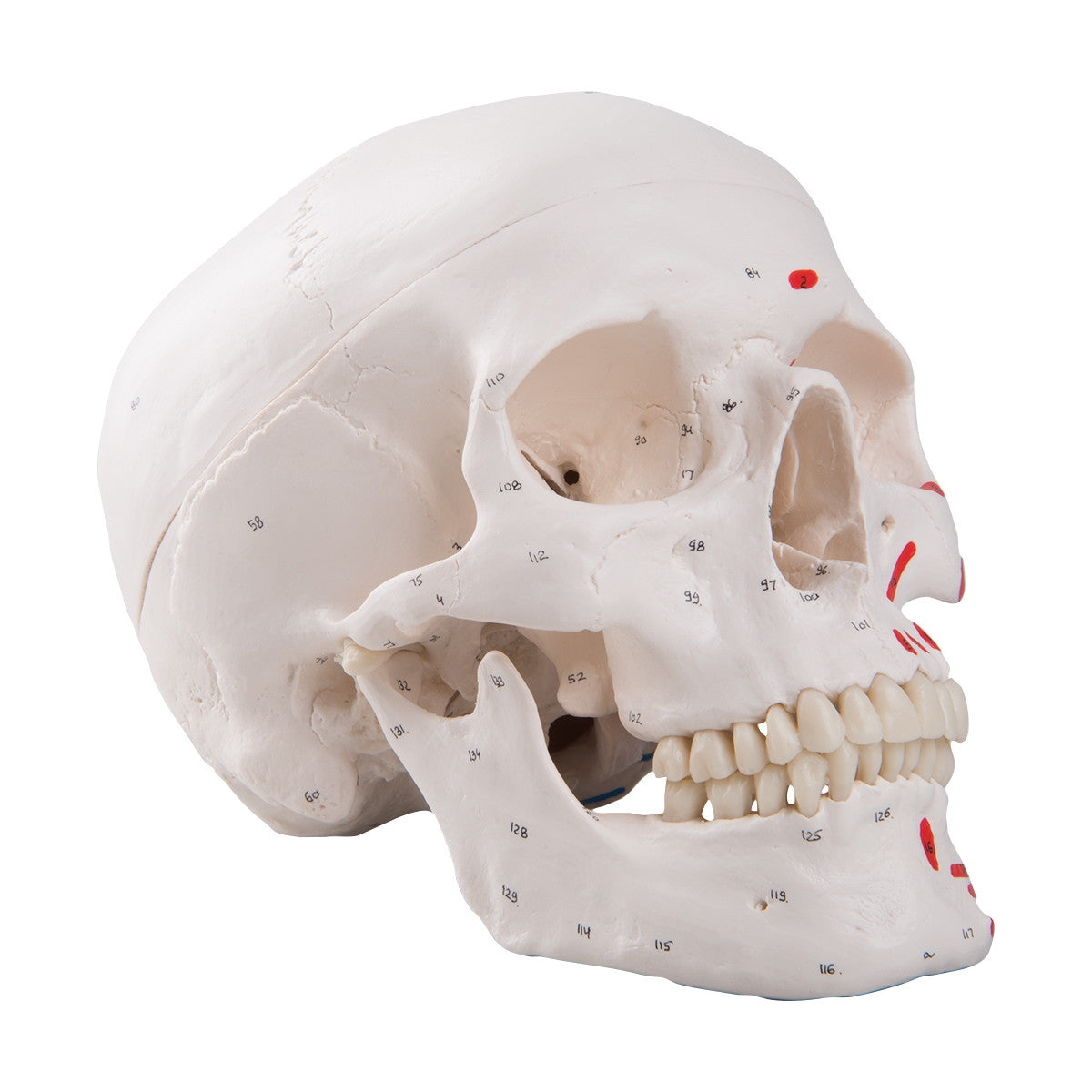 Classic Skull Model with Painted Musculature (3 part)