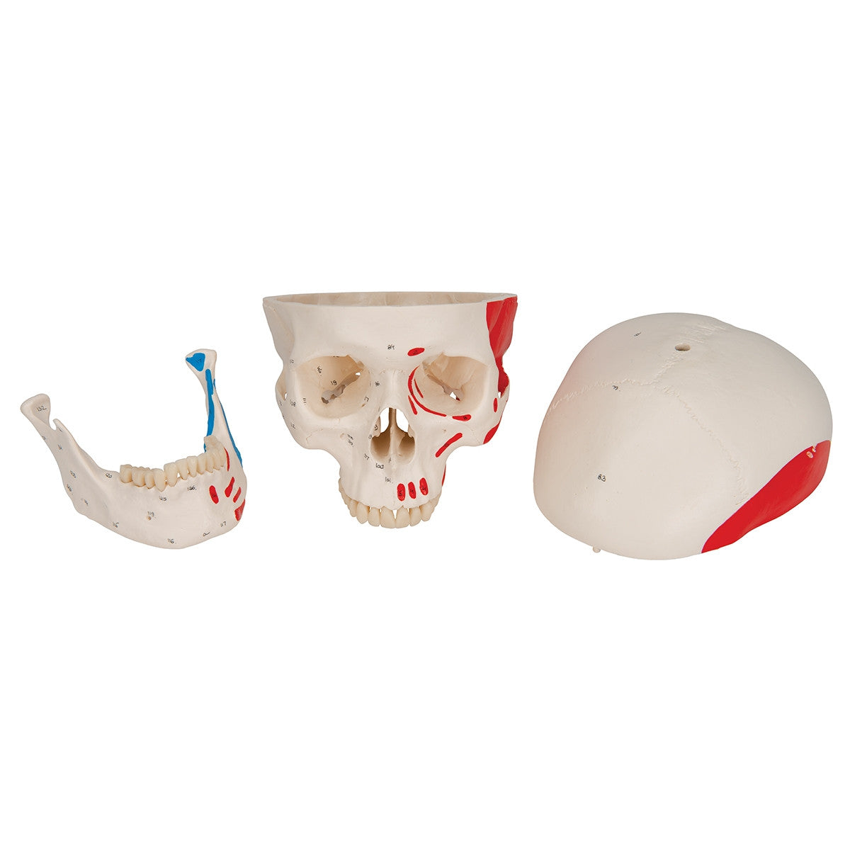 Classic Skull Model with Painted Musculature (3 part)