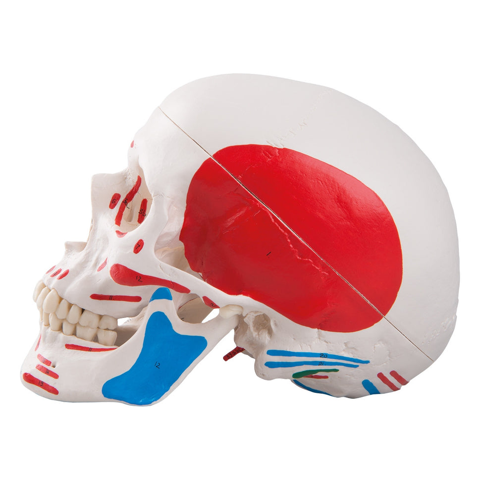 Classic Skull Model with Painted Musculature (3 part)
