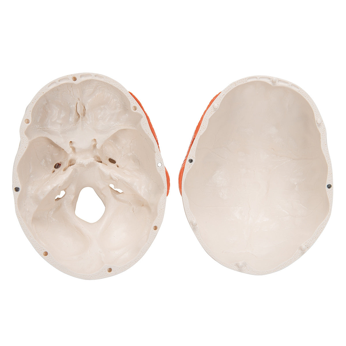 TMJ Model with Muscles (2 part)