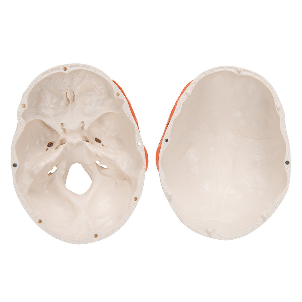 TMJ Model with Muscles (2 part)