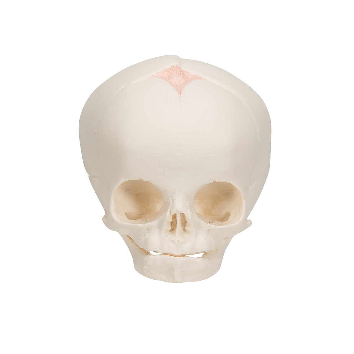Foetal Skull Model (30th week)