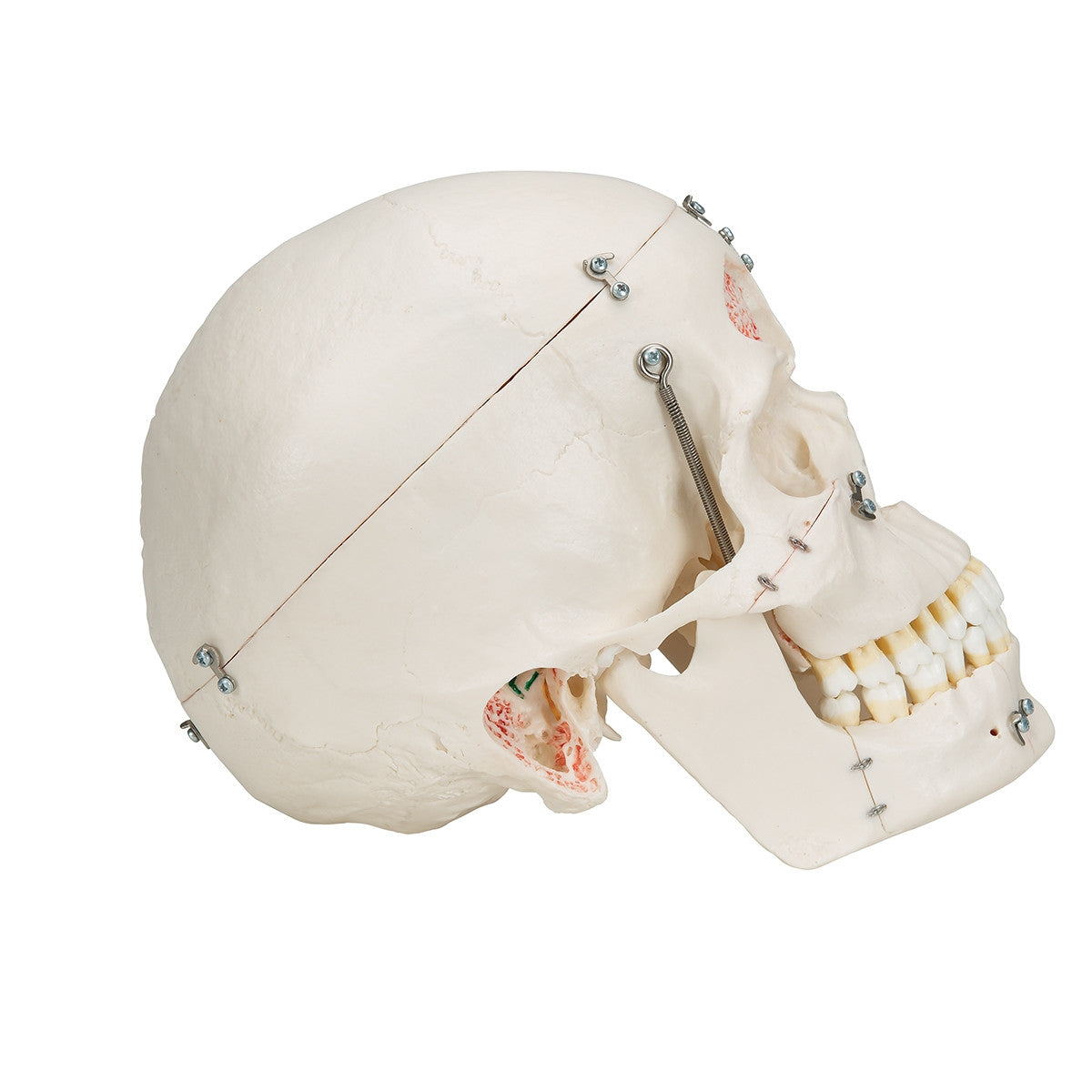 Demonstration Dental Skull Model (10 part)