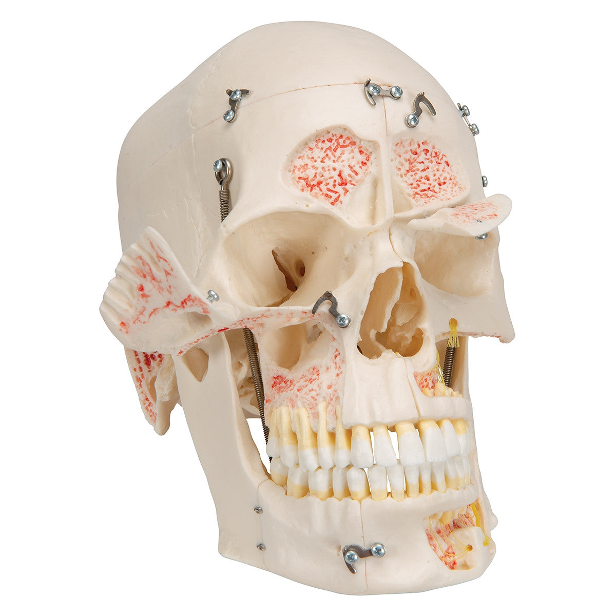 Demonstration Dental Skull Model (10 part)
