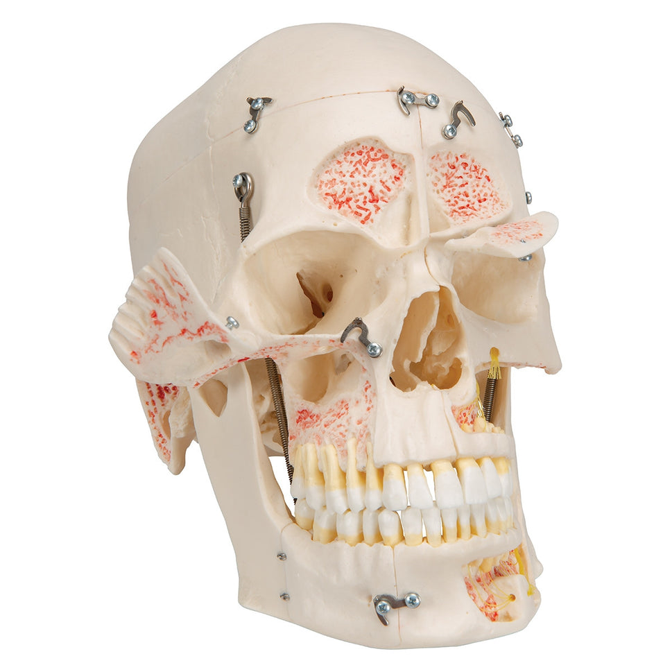 Demonstration Dental Skull Model (10 part)