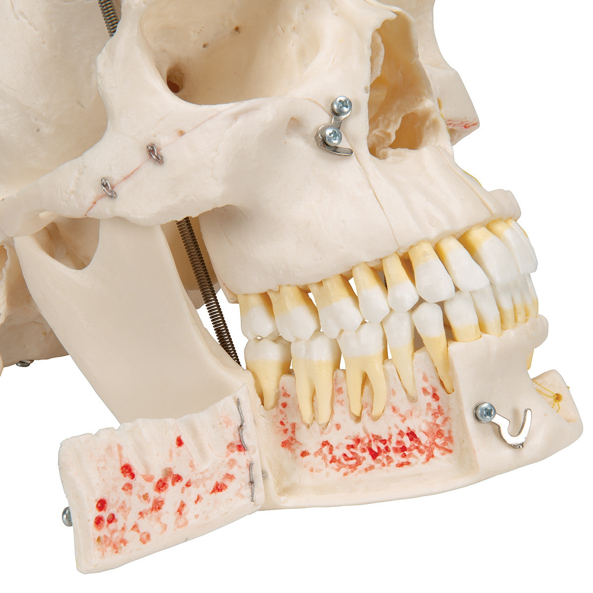 Demonstration Dental Skull Model (10 part)