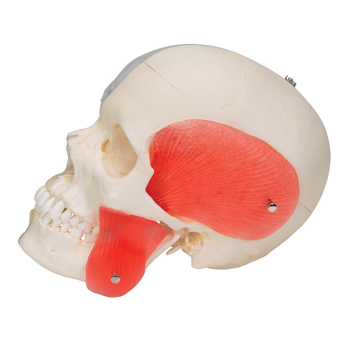 BONElike Combined Transparent / Bony Skull Model (8 part)