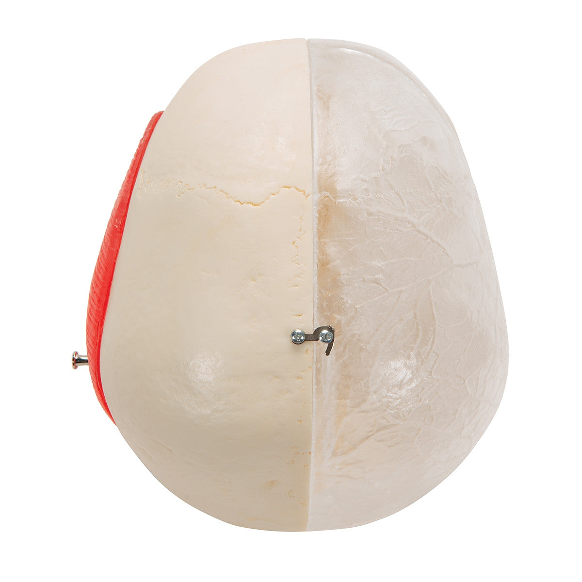 BONElike Combined Transparent / Bony Skull Model (8 part)