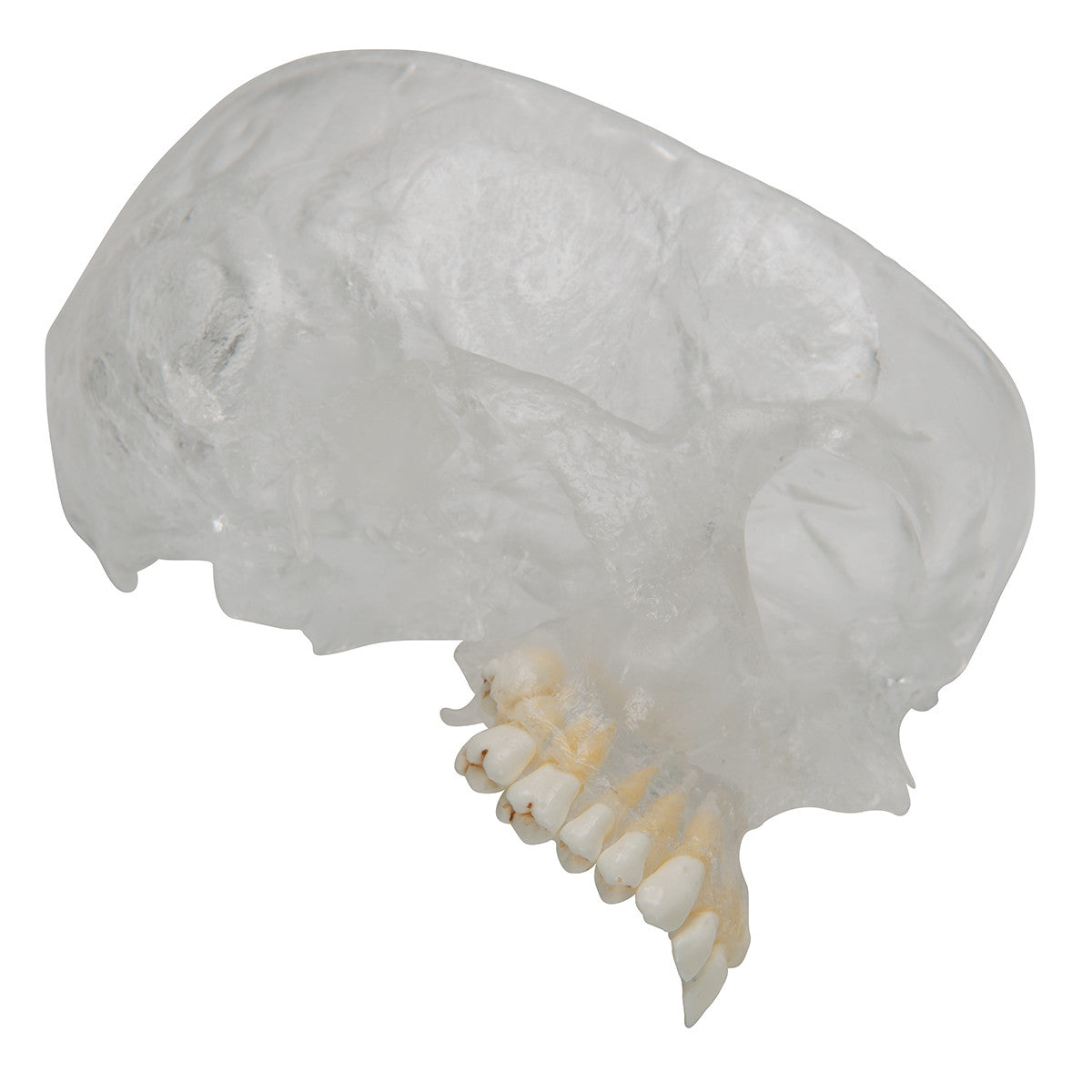 BONElike Combined Transparent / Bony Skull Model (8 part)
