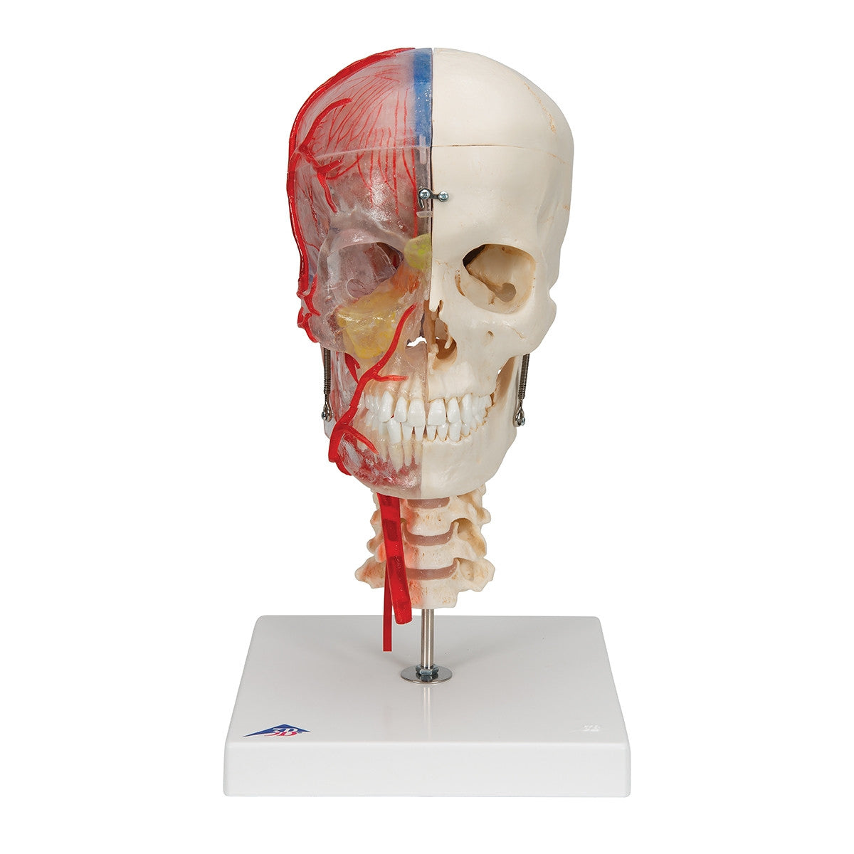 BONElike Didactic Skull and Brain Model (7 Part)