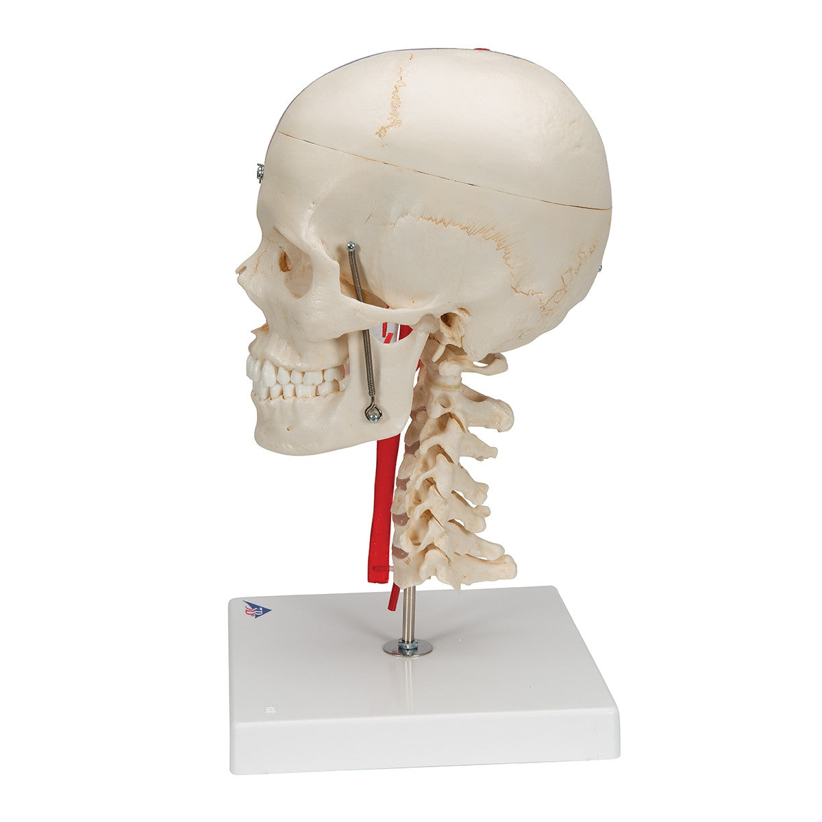 BONElike Didactic Skull and Brain Model (7 Part)