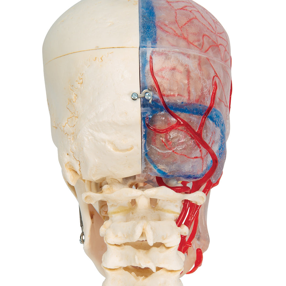 BONElike Didactic Skull and Brain Model (7 Part)