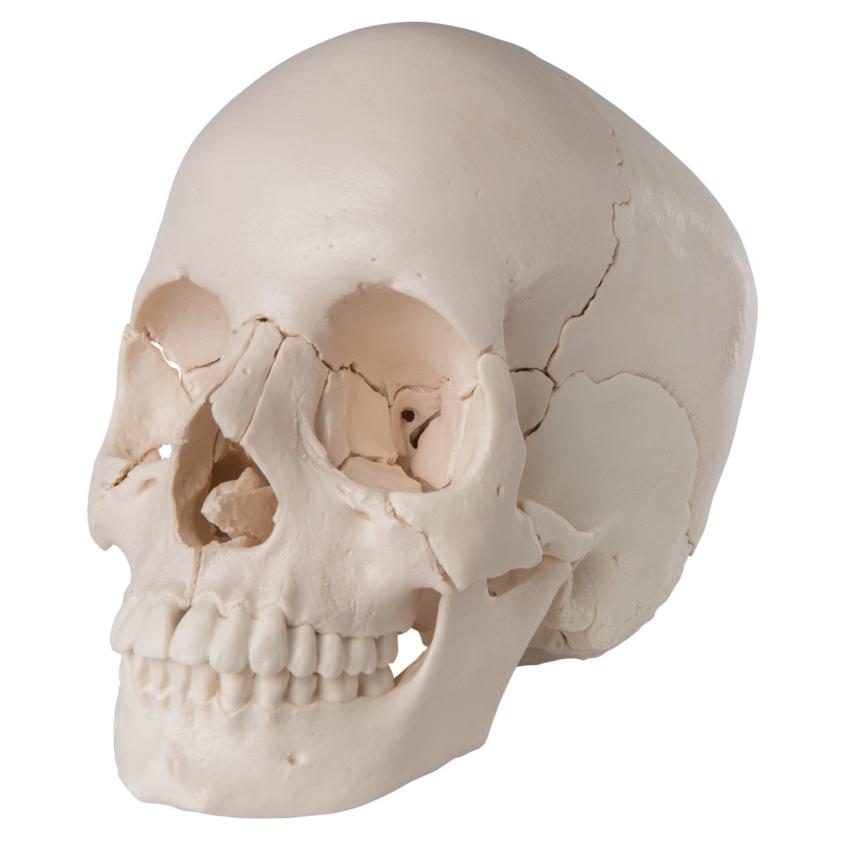 Beauchene Adult Human Skull Model Kit (22 part)