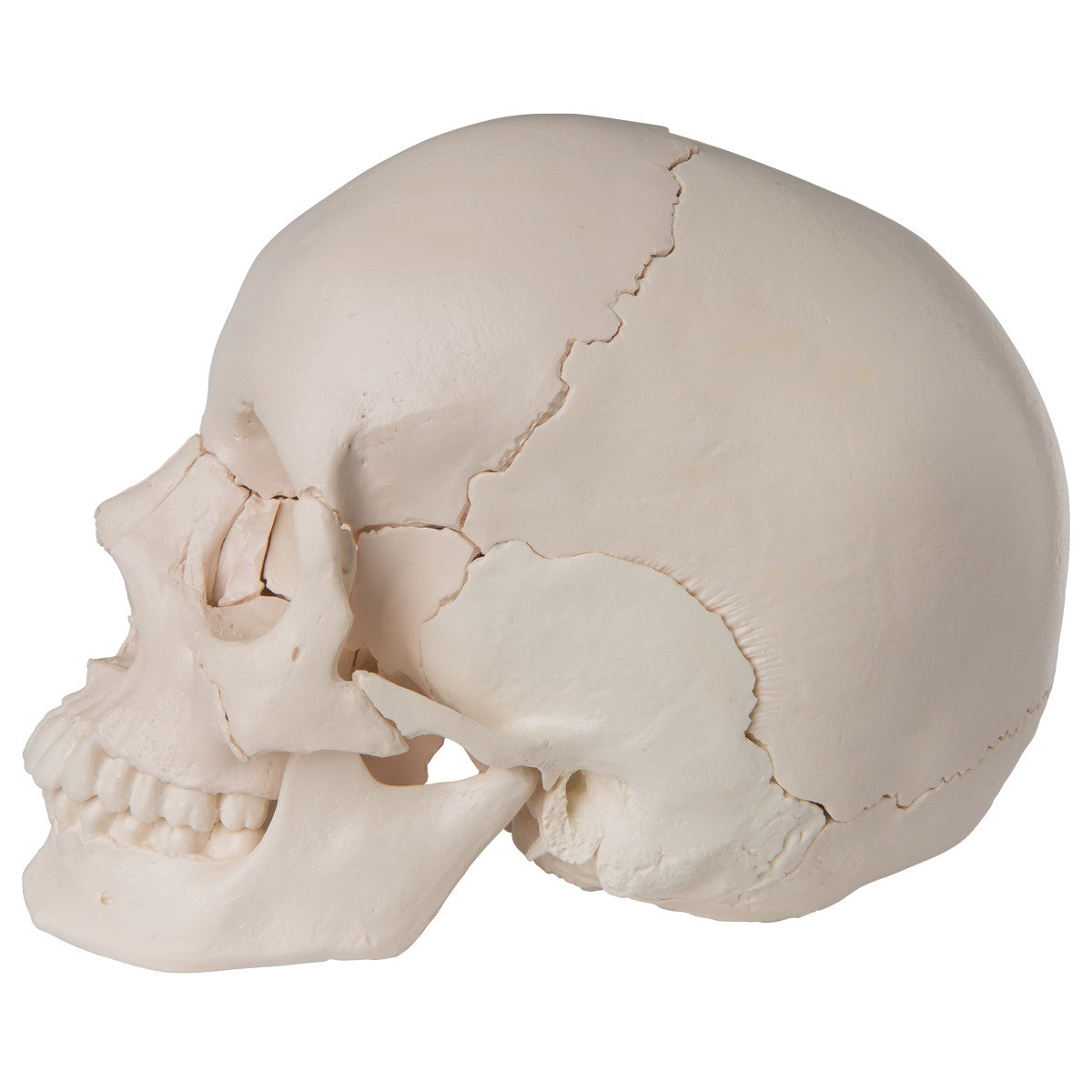 Beauchene Adult Human Skull Model Kit (22 part)