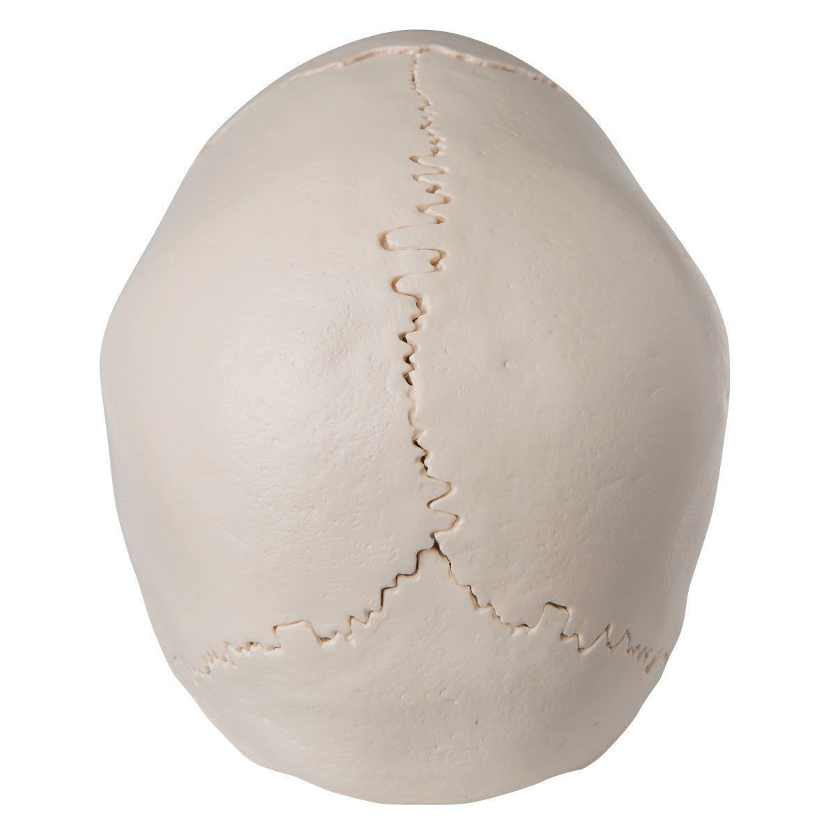 Beauchene Adult Human Skull Model Kit (22 part)