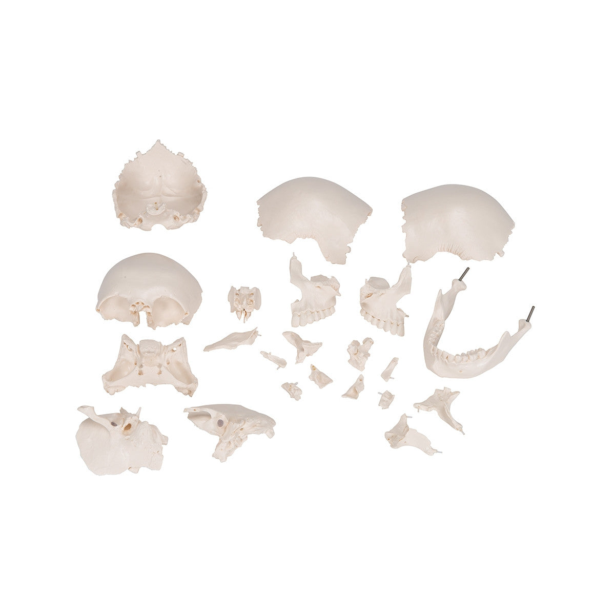 Beauchene Adult Human Skull Model Kit (22 part)
