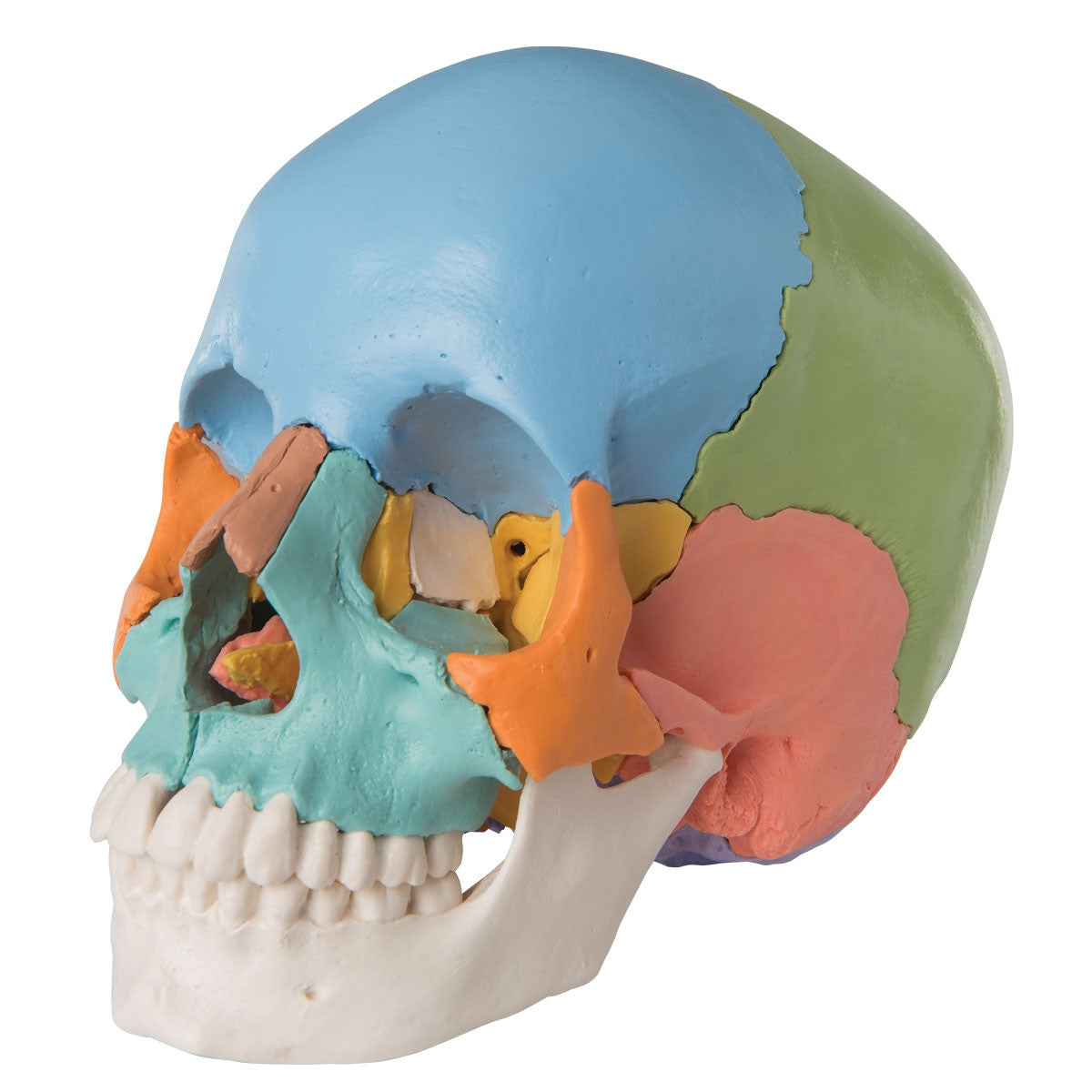 Beauchene Adult Human Skull Model Colour-coded Kit (22 part)