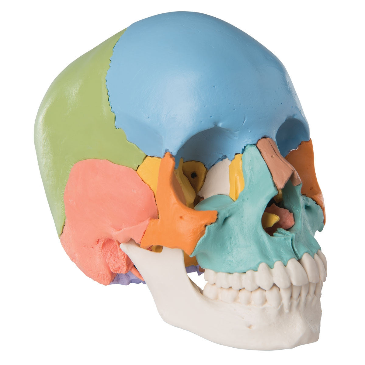 Beauchene Adult Human Skull Model Colour-coded Kit (22 part)