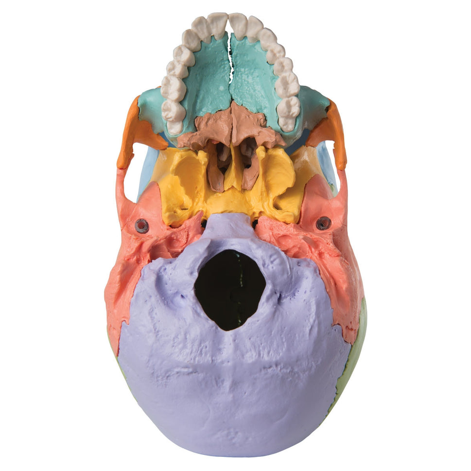 Beauchene Adult Human Skull Model Colour-coded Kit (22 part)