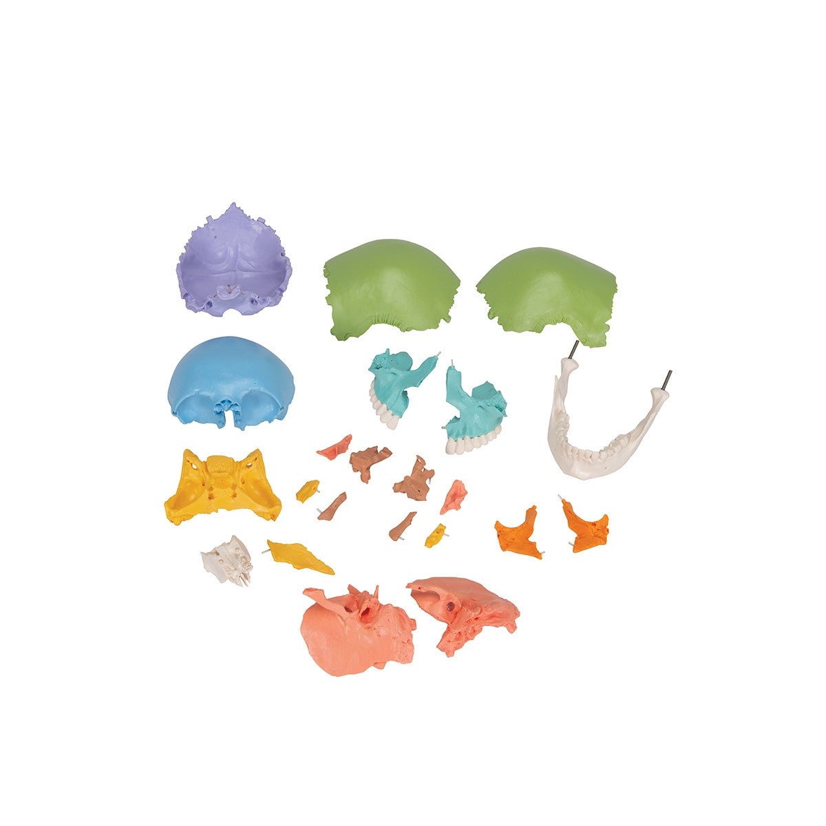 Beauchene Adult Human Skull Model Colour-coded Kit (22 part)