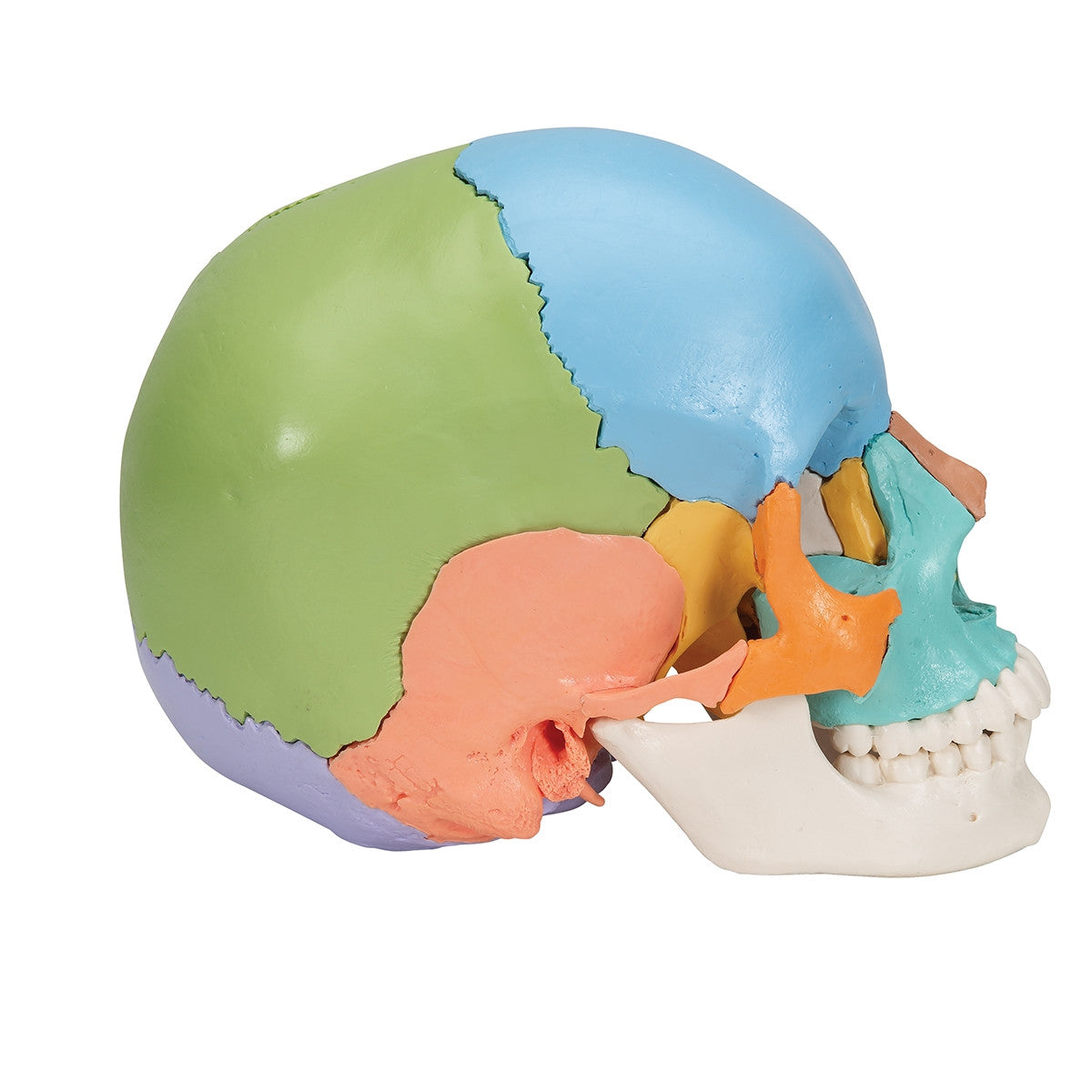 Beauchene Adult Human Skull Model Colour-coded Kit (22 part)
