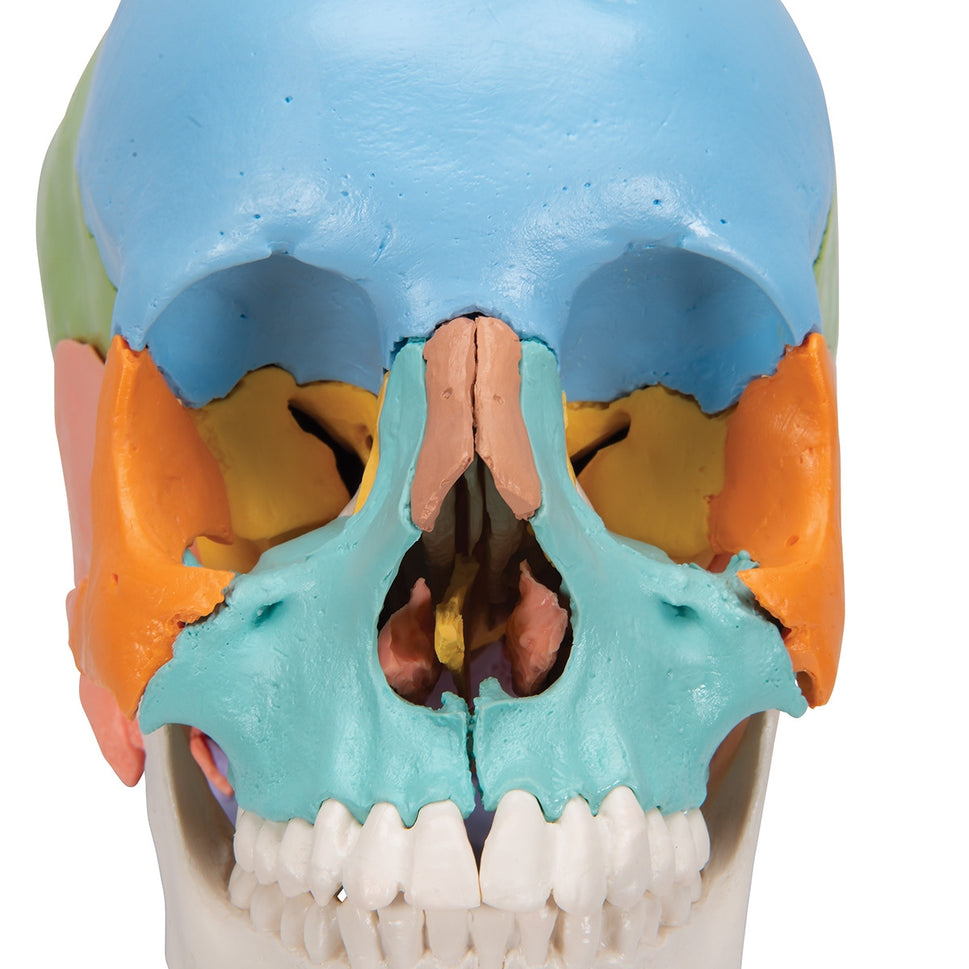 Beauchene Adult Human Skull Model Colour-coded Kit (22 part)