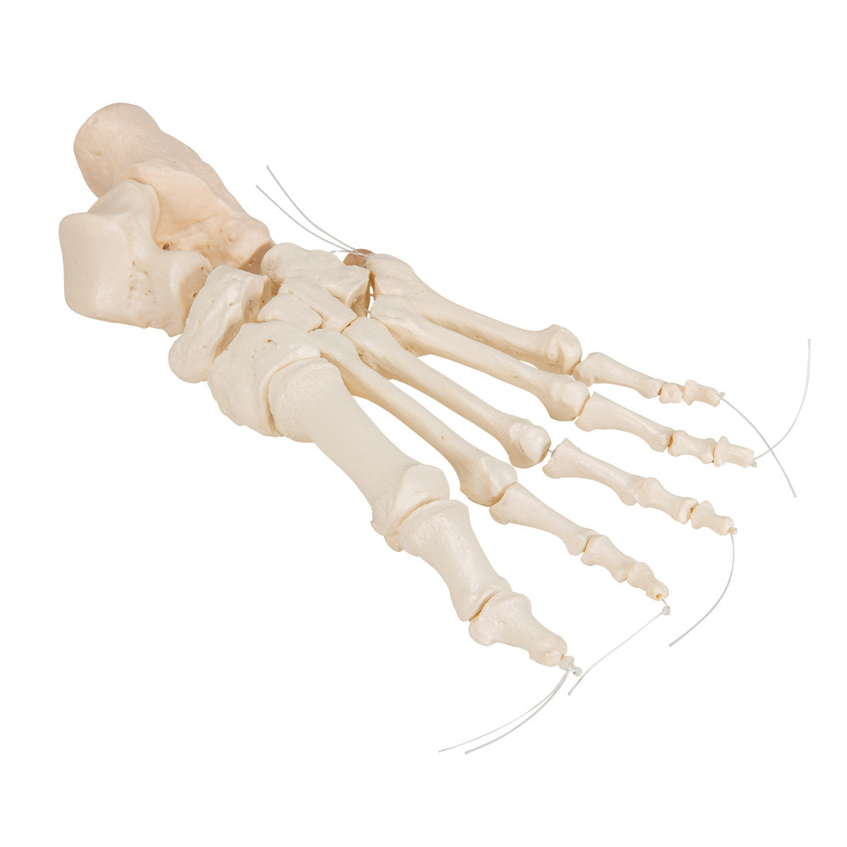 Loose Foot Skeleton Model on Elastic