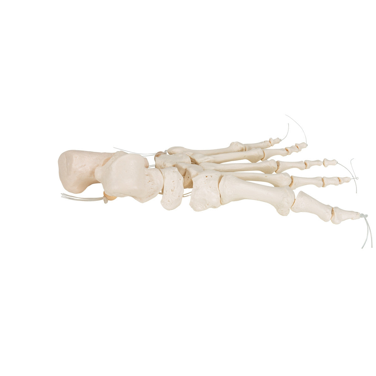 Loose Foot Skeleton Model on Elastic