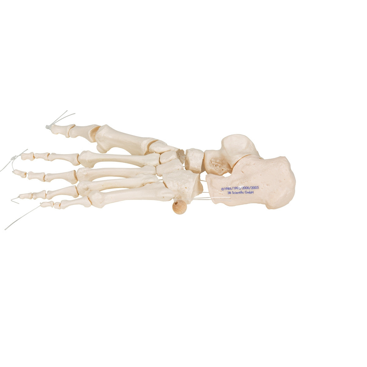 Loose Foot Skeleton Model on Elastic