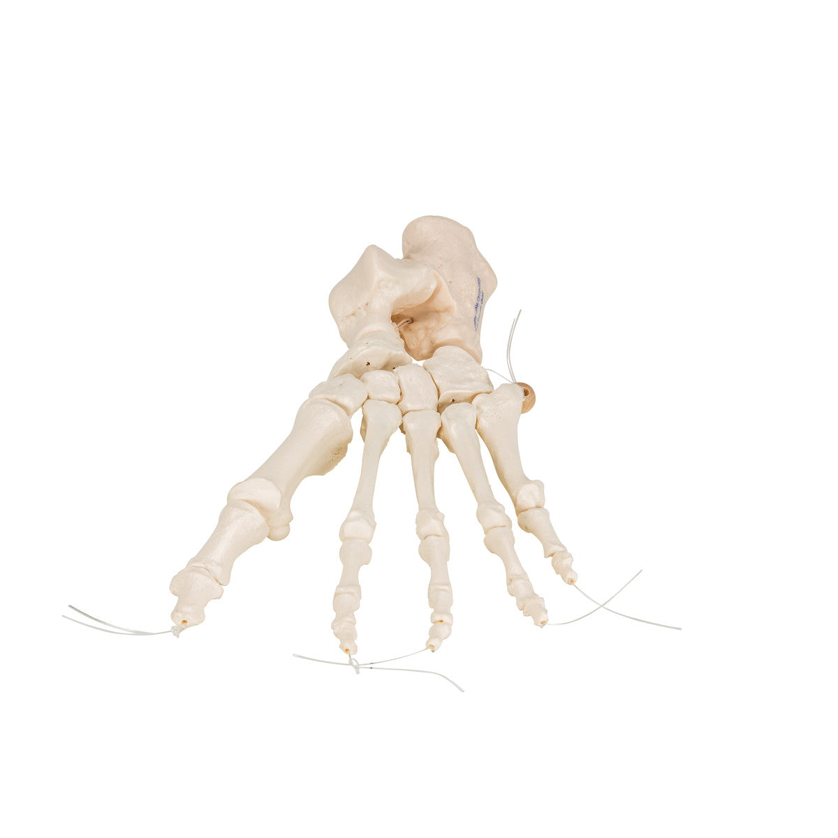 Loose Foot Skeleton Model on Elastic